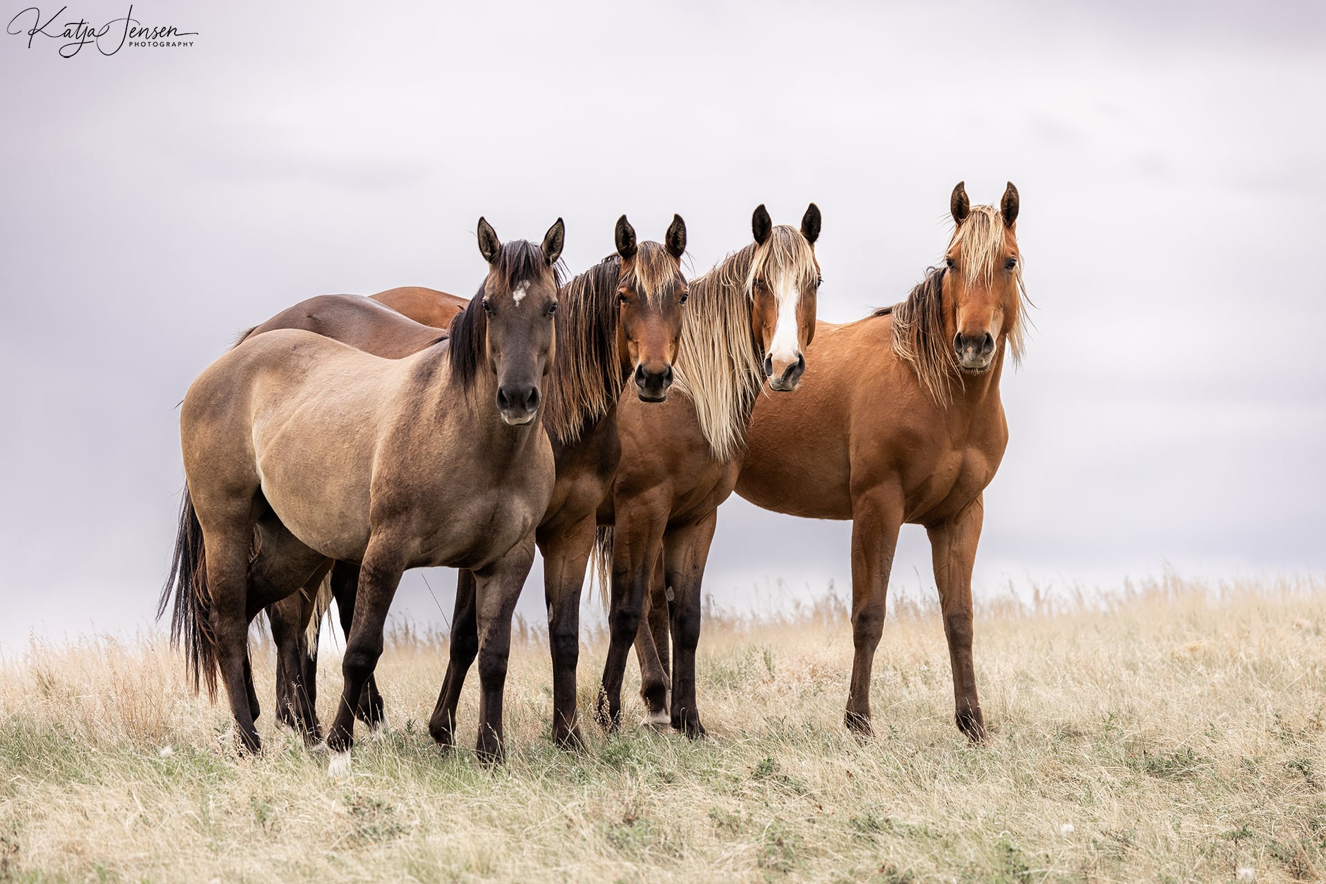 New Rule Brings Color Clarity to AQHA Registration