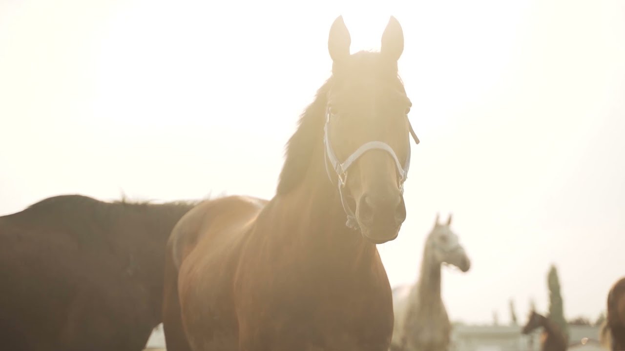 Behind the Scenes with The Calgary Stampede Chucks